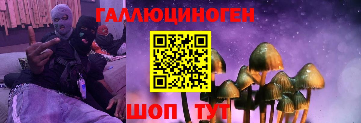 Галлюциногенные грибы Psilocybe Махачкала